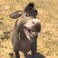 DONKEY