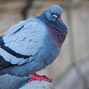 Pigeon Petrenko