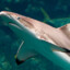 BlackTip_ReefShark