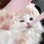 babiepiex