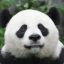 Panda sexual harassment