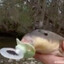 Baby Catfish)