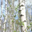 Birch Tree