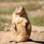 Prairie Dog