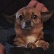 Gino