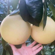 羊村突破手——奈姿哒