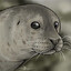 Sealax