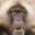 JungleKing
