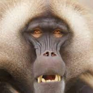 JungleKing