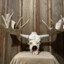 Moose_skull