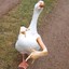 goosie goose