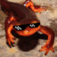 RadicalNewt