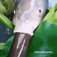 Succ Fish