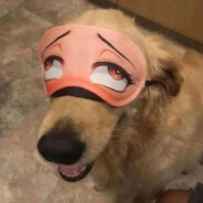 BigNut