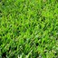 Bermuda Grass