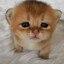 beebo