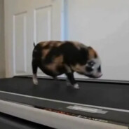 голубой убийца