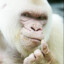 White Monkey