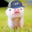 Mini Pig