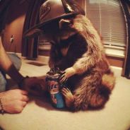 Енот [Полоскун]