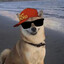Shiba
