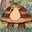 Wiz