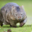 WankingWombat