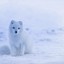 Arctic_fox