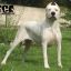 Dogo Argentino