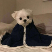 碰一下就麻麻鱼