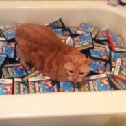 cat full of bathtub