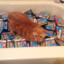 cat full of bathtub