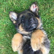 El Perro