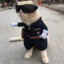 Gato Policial