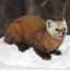 im a f#cking Marten