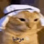 muslim cat