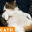 FAT CAT *PERMANENTLY DEEBO LIT*