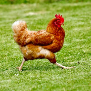 Bok_Bok