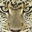 LEO[pard]