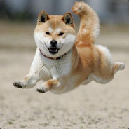 最烈的酒最野的狗