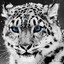 SnowLeopard25