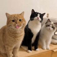 我是救世大英雄