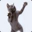 dancing cat