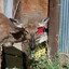 Cascadian Deer