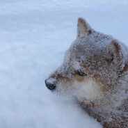 常有的是遗憾吧