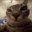 CMDr. Mittens