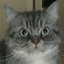 大猫猫