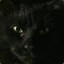 BlackCat