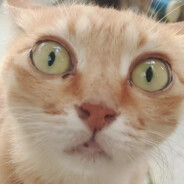 你看上去傻傻的