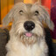 FrankitoSmokito